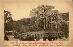Cherry Blossoms at Mafuyama Park Postcard