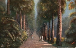 Palm Avenue, Botanical Gardens, Calcutta Postcard
