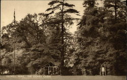 Gilwell Park - The Gidney Cabin Postcard