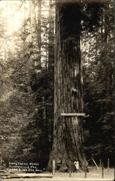 Armstrong Woods Guerneville California