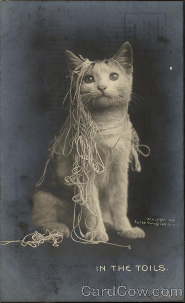 In the Toils - Cat Draped in Yarn Cats