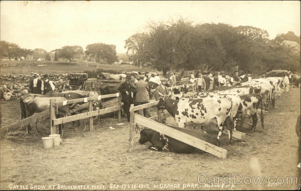 Cattle Show at Grange Park Bridgewater Massachusetts