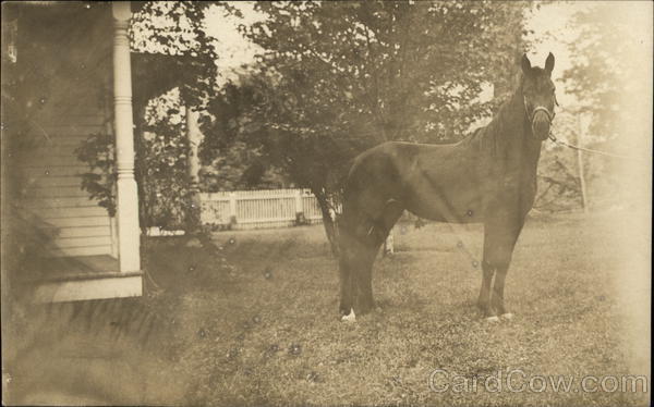 Horse at House Horses