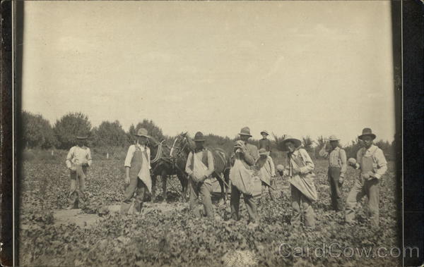 Harvesting Melons, CO Colorado Farming