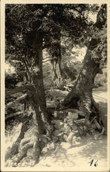 Trees at Echo Rock Postcard