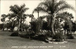 Park Scene - Palm Trees Postcard