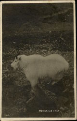 Mountain Goat Postcard Postcard Postcard