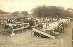 Cattle Show at Grange Park Bridgewater, MA Postcard Postcard Postcard