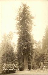 The Chandelier Drive Thru Tree at Underwood Park Postcard