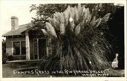 Pampas Grass in the Rio Grande Valley Postcard