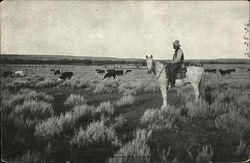Cattle Range at Sunset Postcard