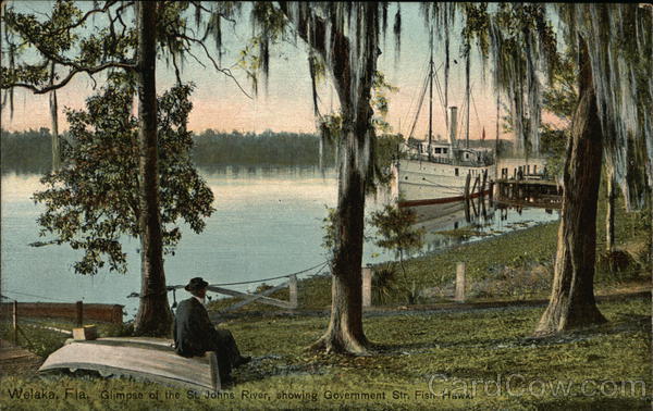 Glimpse of the St. Johns River Showing Government Steamer Fish Hawk Welaka Florida