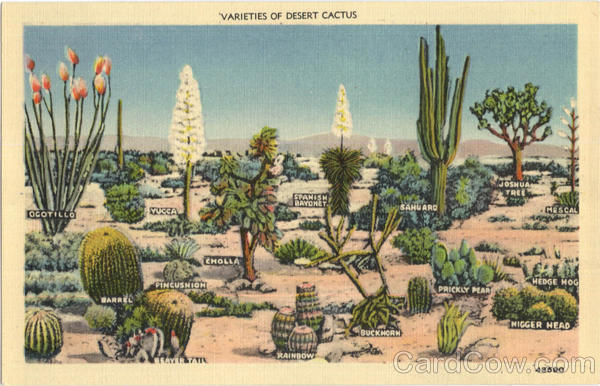 Varieties Of Desert Cactus Cactus & Desert Plants