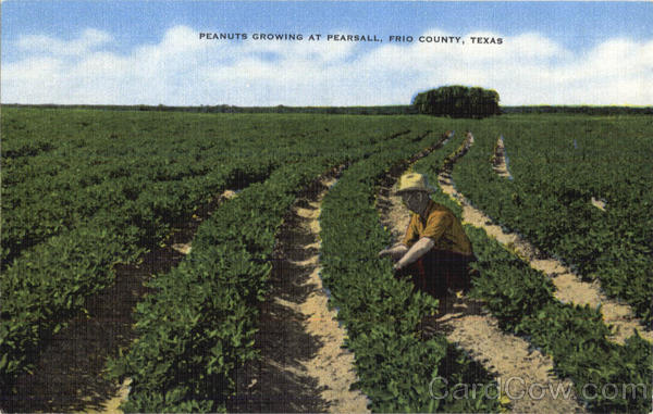 Peanuts Growing At Pearsall Frio County Texas