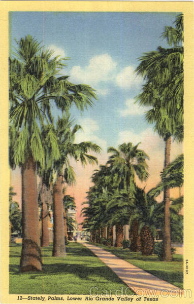 Stately Palms Rio Grande Valley Texas