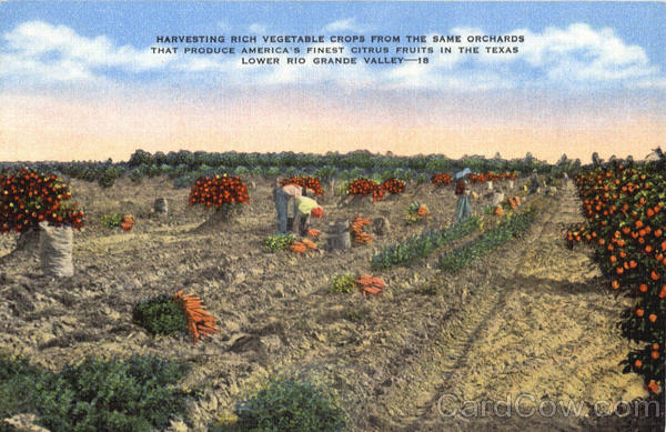 Harvesting Rich Vegetable Crops Rio Grande Valley Texas