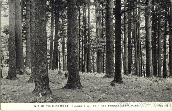 In The Pine Forest White Pines Forest State Park Illinois