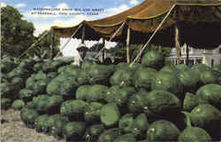 Watermelons Grow Big And Sweet, Frio County Postcard