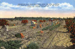 Harvesting Rich Vegetable Crops, Rio Grande Valley Postcard