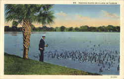 Feeding Ducks On A Lake In Florida Scenic, FL Postcard Postcard