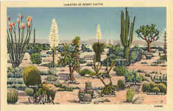 Varieties Of Desert Cactus Cactus & Desert Plants Postcard Postcard