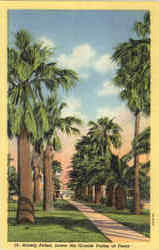 Stately Palms Postcard