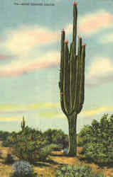 Giant Sahuaro Cactus Cactus & Desert Plants Postcard Postcard