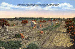 Harvesting Rich Vegetable Crops Postcard