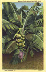 Banana Tree Showing Bud And Fruit Postcard