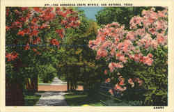 The Gorgeous Crepe Myrtle Postcard