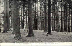 In The Pine Forest Postcard