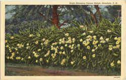 Night Blooming Cereus Hedge Postcard