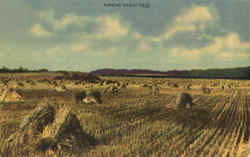 Kansas Wheat Field Postcard