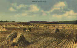 Kansas Wheat Field Scenic, KS Postcard Postcard