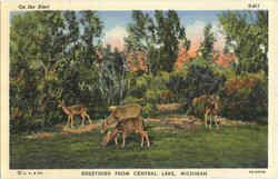 Greetings From Central Lake Michigan Postcard Postcard