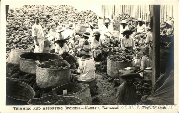 Trimming and Sorting Sponges Nassau Bahamas Caribbean Islands