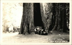 "Auto Tree" Postcard