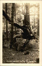 The Split Rock near Shattuck Inn Jaffrey, NH Postcard Postcard Postcard