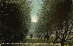 Driveway Through the Pines to Steep Rock Postcard