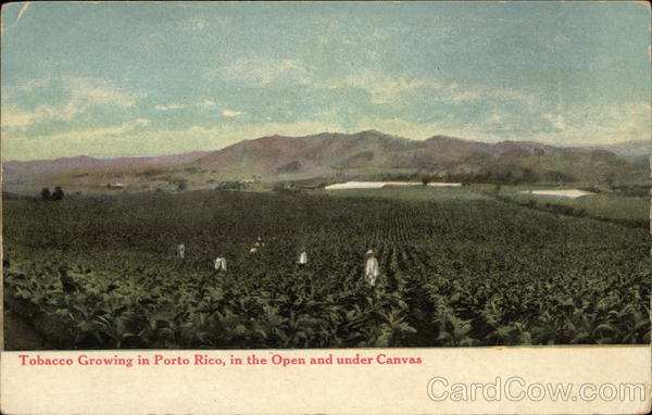 Tobacco Growing Puerto Rico