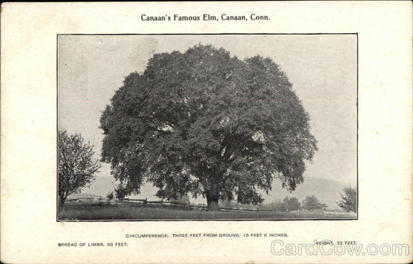 Famous Elm Canaan Connecticut
