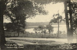 Scenic View through the Trees Postcard
