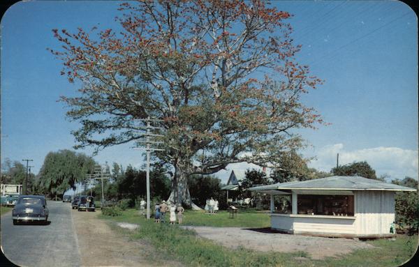 The Famous Kapok Tree Clearwater Florida