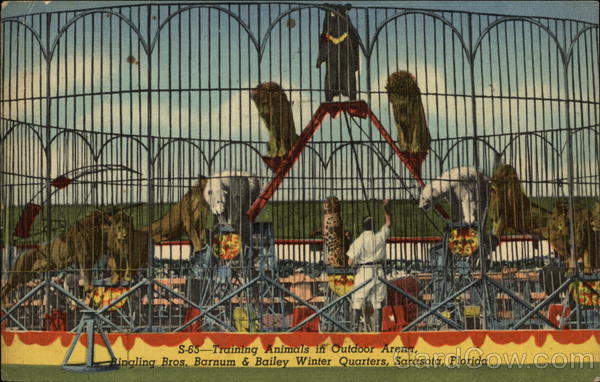 Training Animals in Outdoor Arena Ringling Bros. Winter Quarters Sarasota Florida