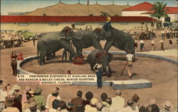Performing Elephants Sarasota, FL Postcard Postcard Postcard