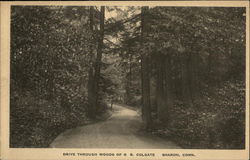 Drive Through Woods of R R. Colgate Postcard
