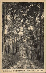 On the Road to Connecticut Agricultural College Postcard