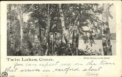 White Birches on the Island Twin Lakes, CT Postcard Postcard Postcard