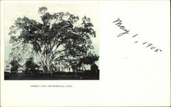 Largest Elm Wethersfield, CT Postcard Postcard Postcard