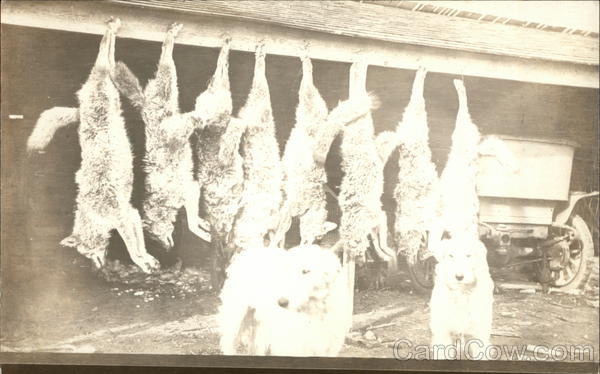 Dead Wolves Hanging From Rafters